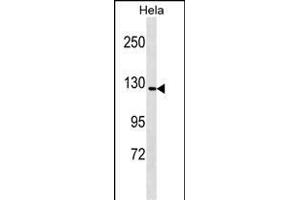 GTF2IRD1 Antibody (N-term) (ABIN1539605 and ABIN2849623) western blot analysis in Hela cell line lysates (35 μg/lane). (GTF2IRD1 Antikörper  (N-Term))