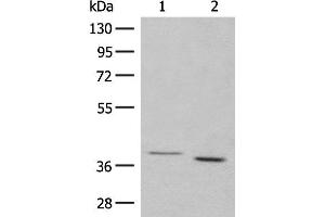 Western blot analysis of 293T cell lysates using GALR1 Polyclonal Antibody at dilution of 1:500 (Galanin Receptor 1 Antikörper)