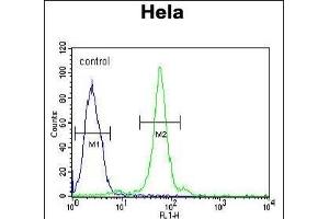 CTDSPL Antibody (N-term) (ABIN653994 and ABIN2843931) flow cytometric analysis of Hela cells (right histogram) compared to a negative control cell (left histogram).