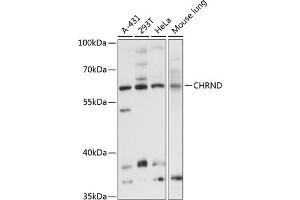 Western blot analysis of extracts of various cell lines, using CHRND antibody (ABIN6133227, ABIN6138596, ABIN6138597 and ABIN6214735) at 1:3000 dilution. (CHRND Antikörper  (AA 22-245))
