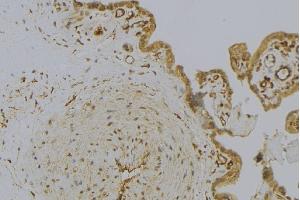 ABIN6273001 at 1/100 staining Mouse placenta tissue by IHC-P.