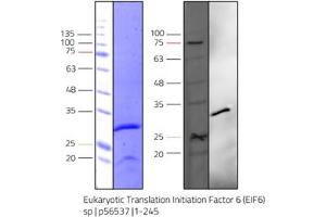 Western Blotting (WB) image for Eukaryotic Translation Initiation Factor 6 (EIF6) (AA 1-245) protein (Strep Tag) (ABIN3081816) (EIF6 Protein (AA 1-245) (Strep Tag))