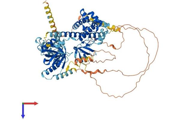 EPS8-Like 2 Protein (EPS8L2) (AA 1-715) (His tag)