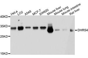 Western blot analysis of extracts of various cell lines, using DHRS4 antibody. (DHRS4 Antikörper  (AA 1-278))