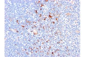Formalin-fixed, paraffin-embedded human Tonsil stained with CD163 Mouse Monoclonal Antibody (M130/2164). (CD163 Antikörper  (AA 43-196))