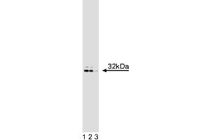 Western blot analysis of DARPP-32 on rat brain lysate.