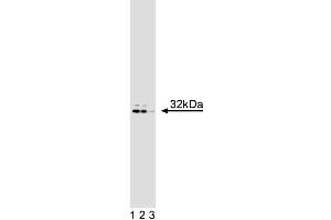 Western blot analysis of DARPP-32 on rat brain lysate. (DARPP32 Antikörper  (AA 70-181))