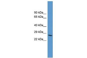 WB Suggested Anti-ADORA3 Antibody Titration: 0. (Adenosine A3 Receptor Antikörper  (C-Term))