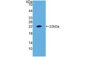 Western blot analysis of recombinant Rat EPO. (EPO Antikörper  (AA 28-192))