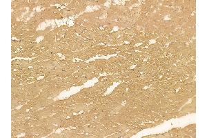 CED6 Mouse Monoclonal Antibody at 1/100 staining rat heart tissue by IHC-P.