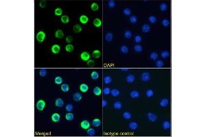 Immunofluorescence staining of mouse splenocytes using anti-CTLA-4 antibody 9D9. (Rekombinanter CTLA4 Antikörper)