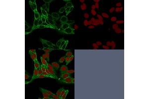 Confocal immunofluorescence image of HeLa cells using Beta-Catenin Mouse Monoclonal Antibody (15B8) labeled is Green (CF488) and Reddot is used to label the nuclei Red. (CTNNB1 Antikörper)