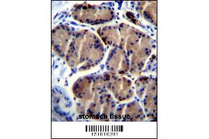LIPC Antibody immunohistochemistry analysis in formalin fixed and paraffin embedded human stomach tissue followed by peroxidase conjugation of the secondary antibody and DAB staining.