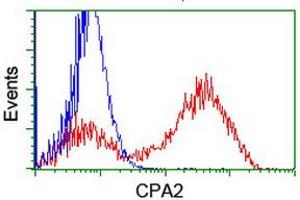 Image no. 2 for anti-Carboxypeptidase A2 (Pancreatic) (CPA2) antibody (ABIN1497594) (Carboxypeptidase A2 Antikörper)