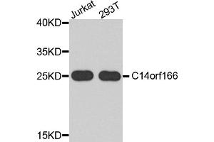 Western blot analysis of extracts of various cell lines, using C14orf166 antibody. (C14orf166 Antikörper)