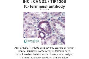 Image no. 1 for anti-Cullin-Associated and Neddylation-Dissociated 2 (CAND2) antibody (ABIN1732592) (CAND2 Antikörper)