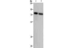 Western Blotting (WB) image for anti-Poly(A) Binding Protein, Cytoplasmic 1 (PABPC1) antibody (ABIN2423779) (PABP Antikörper)