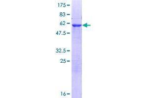 Image no. 1 for ADP-Ribosylhydrolase Like 2 (ADPRHL2) (AA 1-363) protein (GST tag) (ABIN1344482)