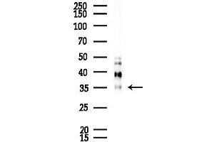 Western blot analysis of lysates from Mouse lung, using CLC Antibody at 1/1000 dilution. (Clca3 Antikörper)