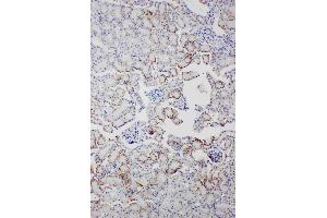 Anti-Serum Amyloid P Picoband antibody, IHC(P): Mouse Kidney Tissue (APCS Antikörper  (AA 21-224))