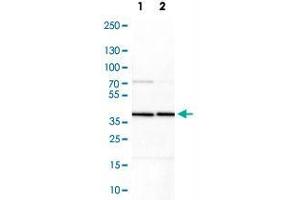 Western Blot analysis of Lane 1: NIH-3T3 cell lysate (mouse embryonic fibroblast cells) and Lane 2: NBT-II cell lysate (Wistar rat bladder tumor cells) with PRKAB1 polyclonal antibody . (PRKAB1 Antikörper)