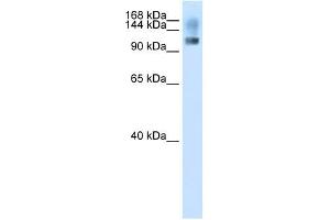 SFRS8 antibody used at 2.