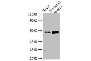 Western Blot Positive WB detected in: Rat heart tissue, Rat skeletal muscle tissue All lanes: LEXM antibody at 4 μg/mL Secondary Goat polyclonal to rabbit IgG at 1/50000 dilution Predicted band size: 48 kDa Observed band size: 48 kDa (BC055111 Antikörper  (AA 1-418))