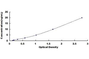 STAT5B ELISA Kit