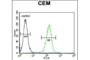 FB Antibody (Center) (ABIN651921 and ABIN2840456) flow cytometric analysis of CEM cells (right histogram) compared to a negative control cell (left histogram). (FAM105B Antikörper  (AA 99-128))