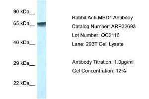 WB Suggested Anti-MBD1 Antibody   Titration: 1. (MBD1 Antikörper  (C-Term))