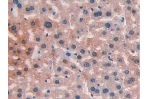 DAB staining on IHC-P; Samples: Mouse Liver Tissue (LIFR Antikörper  (AA 151-290))