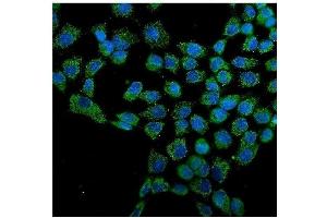 IF analysis of Hsp60/HSPD1 using anti-Hsp60/HSPD1 antibody (ABIN7600976).