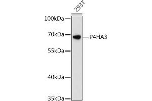 Western blot analysis of extracts of 293T cells, using P4H antibody (ABIN6132886, ABIN6145137, ABIN6145138 and ABIN6217878) at 1:3000 dilution. (P4HA3 Antikörper  (AA 20-110))