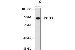 P4HA3 Antikörper  (AA 20-110)