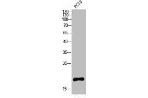 Western Blot analysis of PC12 cells using Somatostatin Polyclonal Antibody (Somatostatin Antikörper  (N-Term))