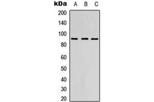 Western blot analysis of EMR2 expression in HEK293T (A), Raw264. (EMR2 Antikörper  (Center))