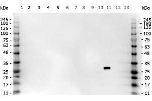 Western Blot of Goat anti-GFP antibody. (GFP Antikörper)