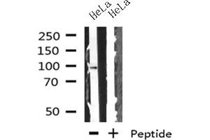 Western blot analysis on HeLa cells lysate using GADD34 antibody (GADD34 Antikörper)