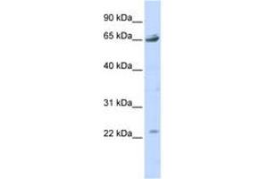 Image no. 1 for anti-Purinergic Receptor P2X, Ligand Gated Ion Channel 2 (P2RX2) (AA 323-372) antibody (ABIN6742583) (P2RX2 Antikörper  (AA 323-372))