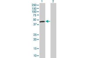 Western Blot analysis of FEN1 expression in transfected 293T cell line by FEN1 MaxPab polyclonal antibody. (FEN1 Antikörper  (AA 1-380))