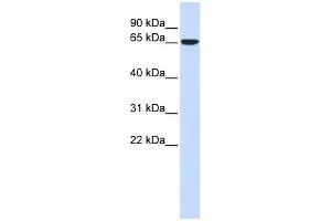 WB Suggested Anti-CKAP4 Antibody Titration:  0.