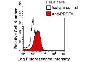HeLa cells were fixed in 2% paraformaldehyde/PBS and then permeabilized in 90% methanol. (PRPF8 Antikörper)