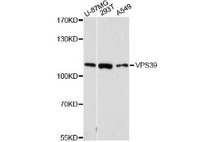 Western blot analysis of extracts of various cell lines, using VPS39 antibody (ABIN6293664) at 1:3000 dilution.