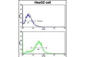Flow cytometric analysis of HepG2 cells using BR2 Antibody (N-term)(bottom histogram) coared to a negative control cell (top histogram). (BMPR2 Antikörper  (N-Term))
