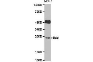 Western Blotting (WB) image for anti-BCL2-Antagonist/killer 1 (BAK1) antibody (ABIN1871224) (BAK1 Antikörper)