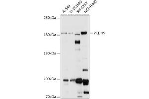 Western blot analysis of extracts of various cell lines, using PCDH9 antibody (ABIN7269732) at 1:1000 dilution. (Protocadherin 9 Antikörper  (AA 400-600))