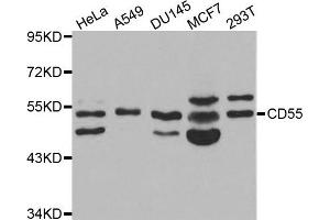 Western blot analysis of extracts of various cell lines, using CD55 antibody. (CD55 Antikörper)