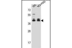 DMRTC2 Antibody (Center) (ABIN657024 and ABIN2846201) western blot analysis in 293,NCI- cell line lysates (35 μg/lane).