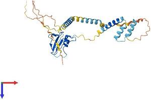 CD74 Protein (AA 1-296) (His tag)