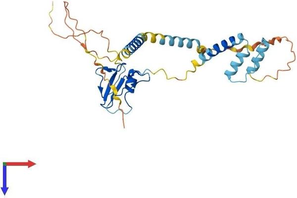 CD74 Protein (AA 1-296) (His tag)